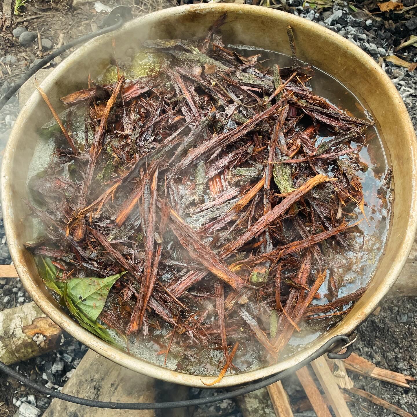 Plant medicine brewing