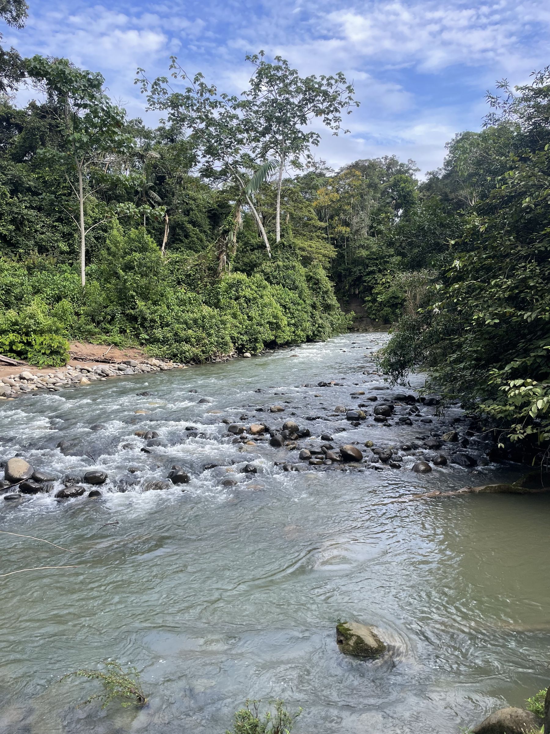 A river winding through the Amazonian jungle in Ecuador